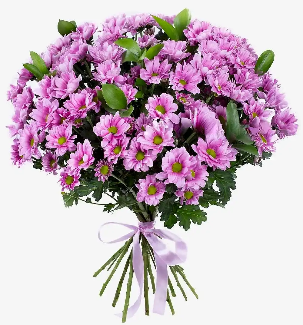 12 Pink Сhrysanthemums