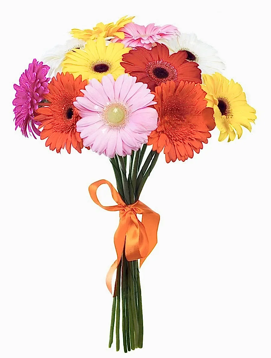 12 Gerbera