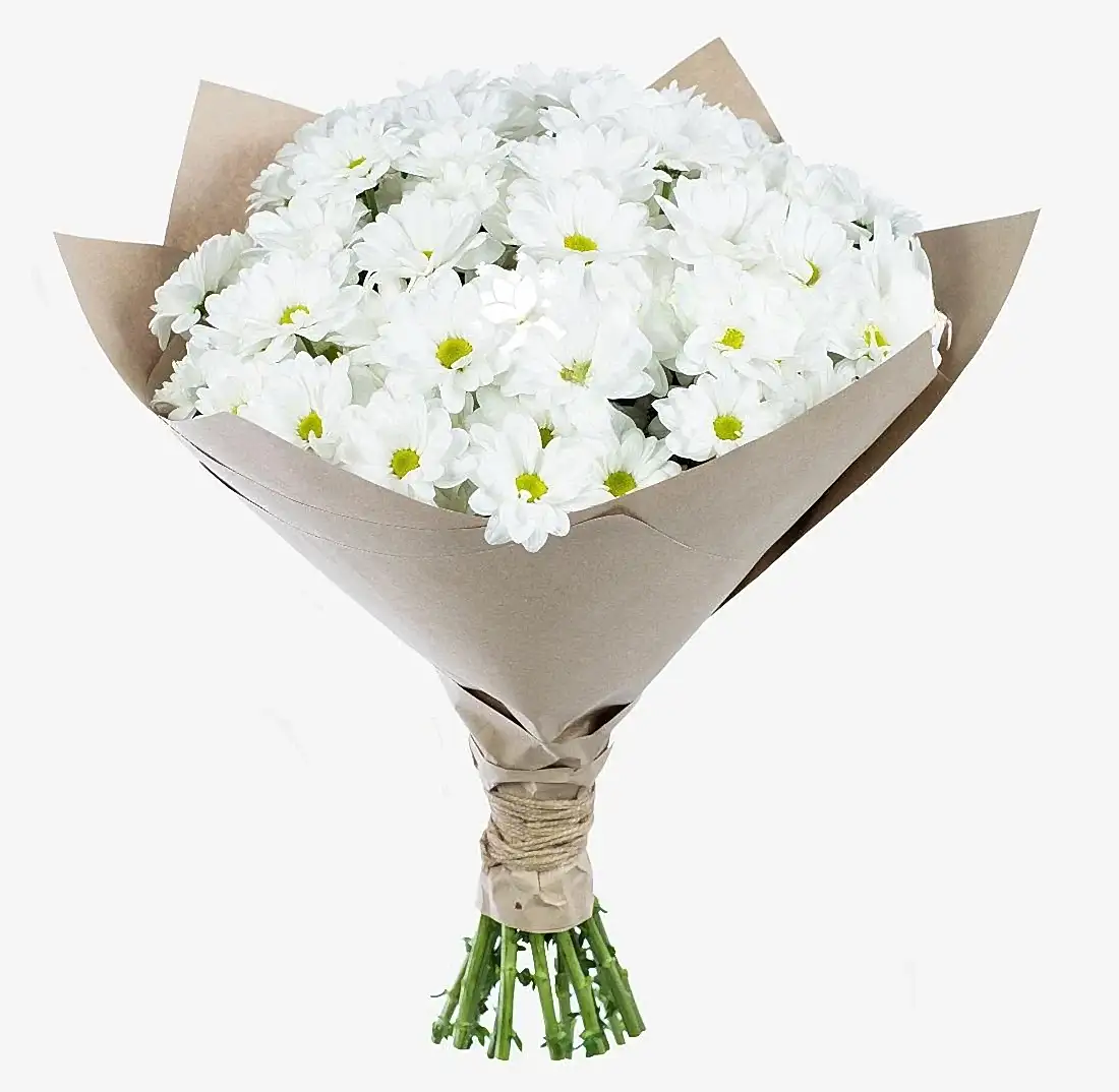 17 White Сhrysanthemums