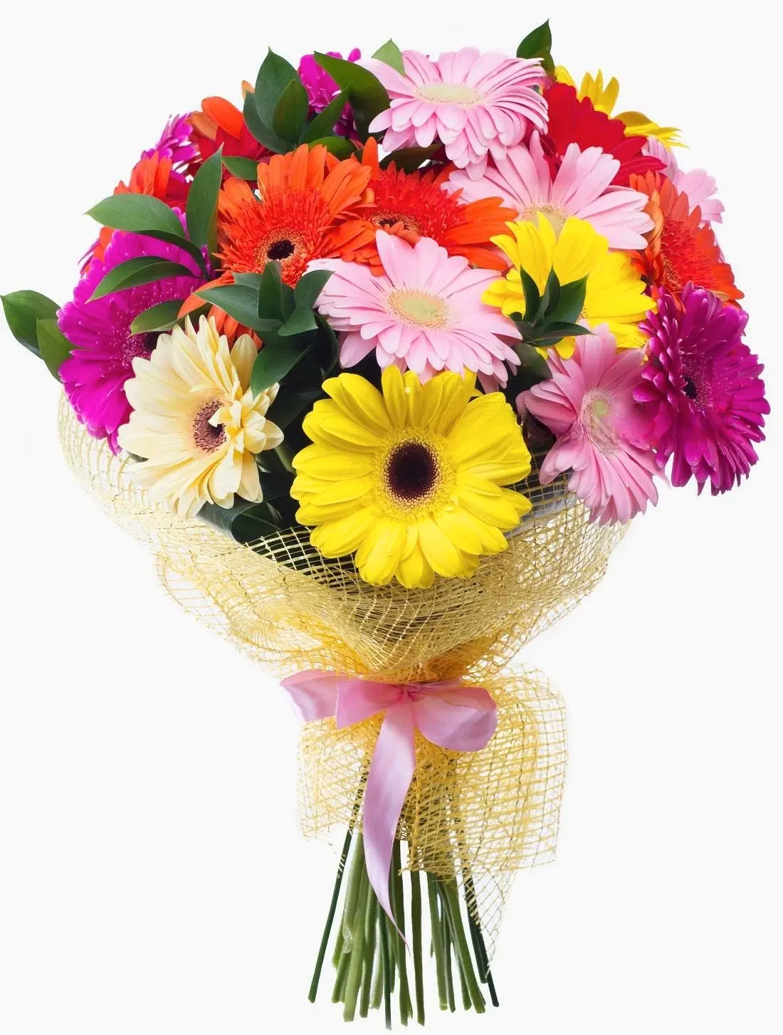 25 Gerbera